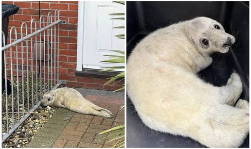 Po&scaron;tar spasio preslatku bebu tuljana. Le&zcaron;ala je ispred vrata