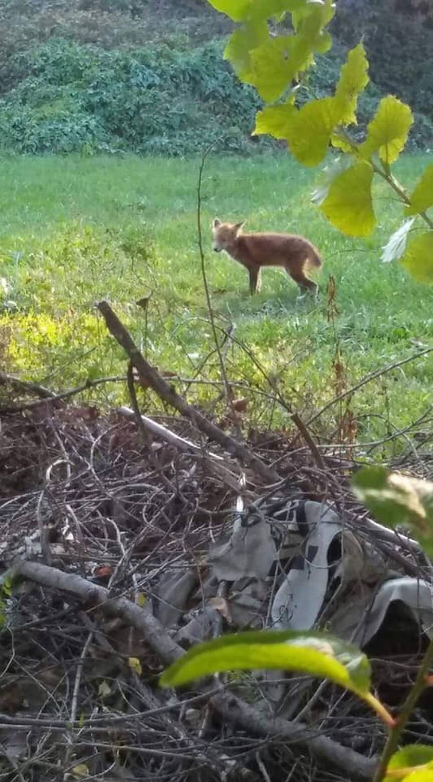 Po Španskom luta mala lija, jako je gladna i u lošem stanju