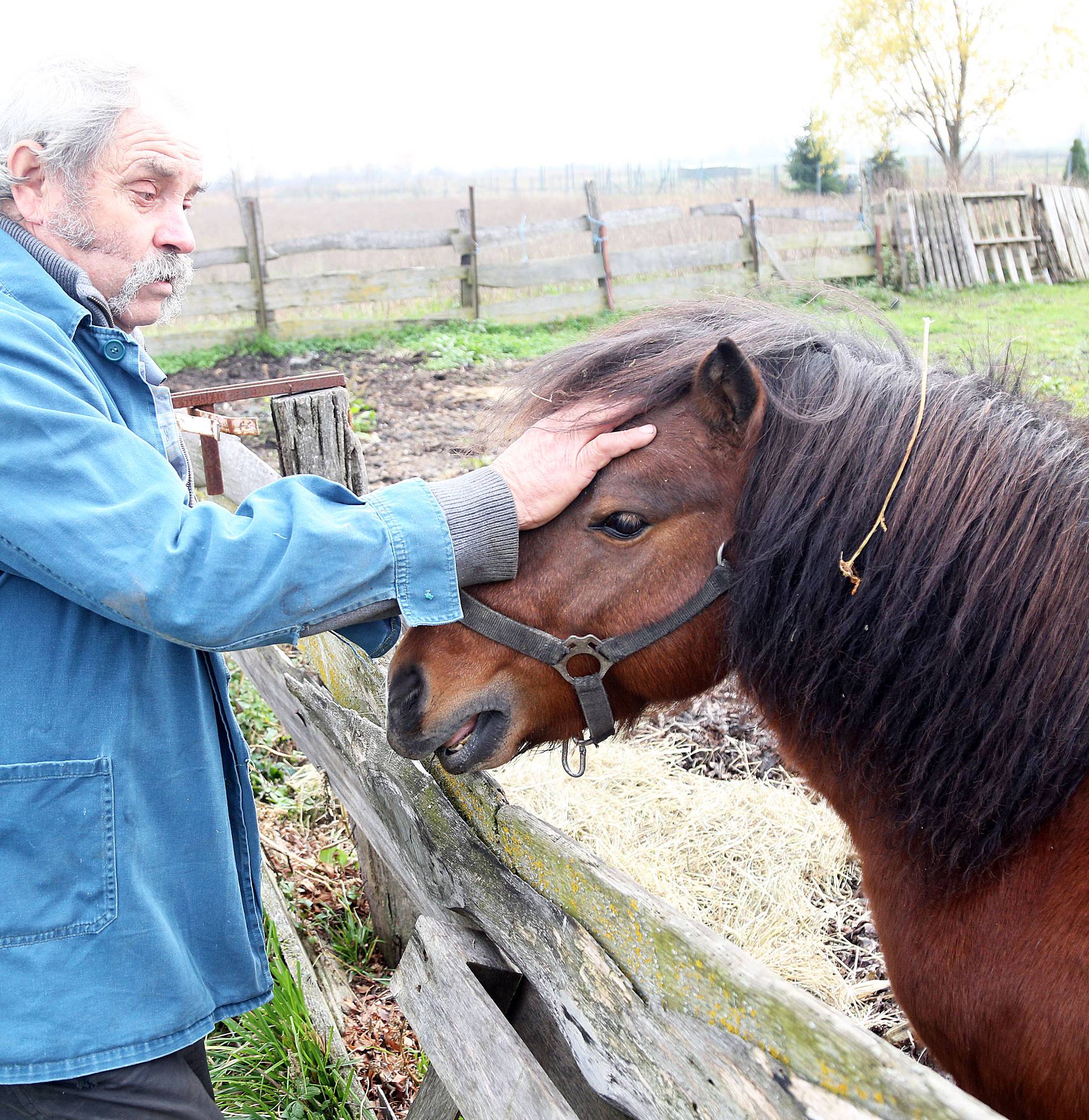 Smoki traži dom: Josip (62) za ponija se više ne može brinuti