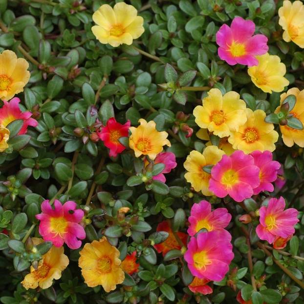 FOTO Najljepše balkonsko cvijeće koje je lako održavati