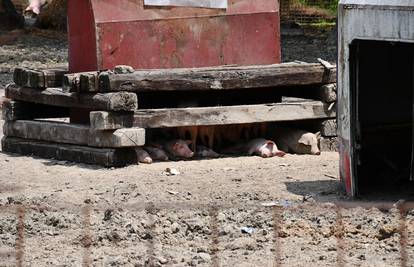 Potvrđena još tri slučaja afričke svinjske gripe: Eutanizirali su ukupno 44 svinja, dvije uginule