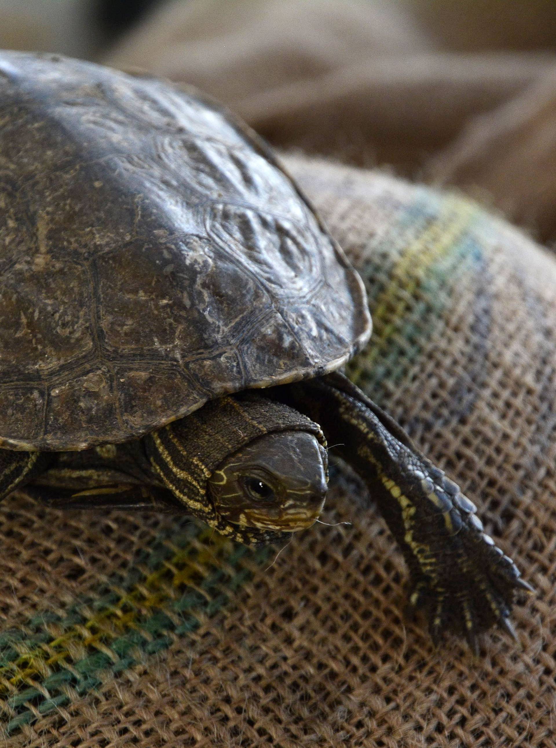 Idu u azil: Švercali su kornjače vrijedne čak tri milijuna kuna