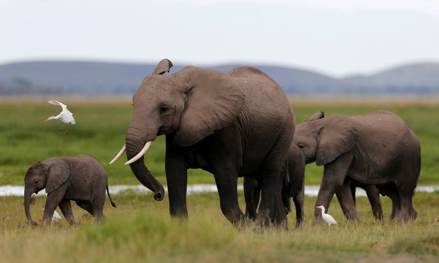 A bird flies over a family of elephants walking in the Amboseli National Park, southeast of Kenya's capital Nairobi