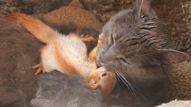 Pusha the cat plays with a baby squirrel in Bakhchisaray