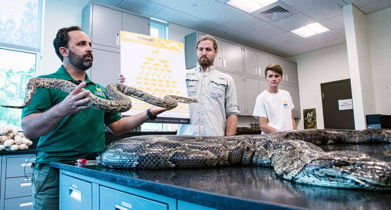 News: Largest invasive Burmese python captured