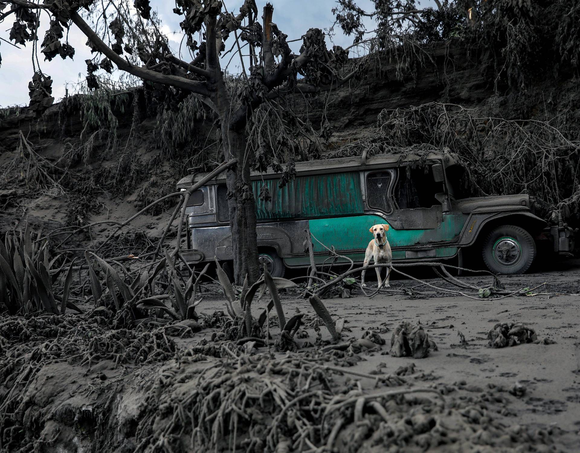 A dog left in a garage covered with ashes barks nearby the erupting Taal Volcano in Talisay