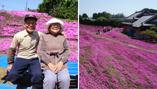FOTO Pogledajte tu divotu: Farmer zasadio tisuće cvjetova za svoju slijepu suprugu