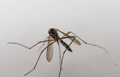 Loše vijesti: Zika virus mogao bi vrlo brzo doći i u Hrvatsku