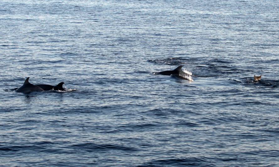 Pogledajte snimku: Turisti su brodovima pratili jato dupina