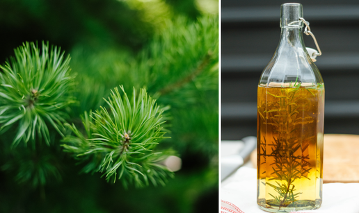 Koja ljekovita svojstva imaju sirup i čaj od borovih iglica?