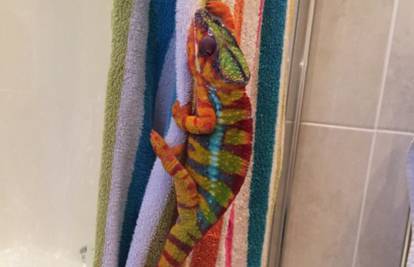 Kameleon u problemu: Tko je šareniji - ja ili ovaj ručnik?