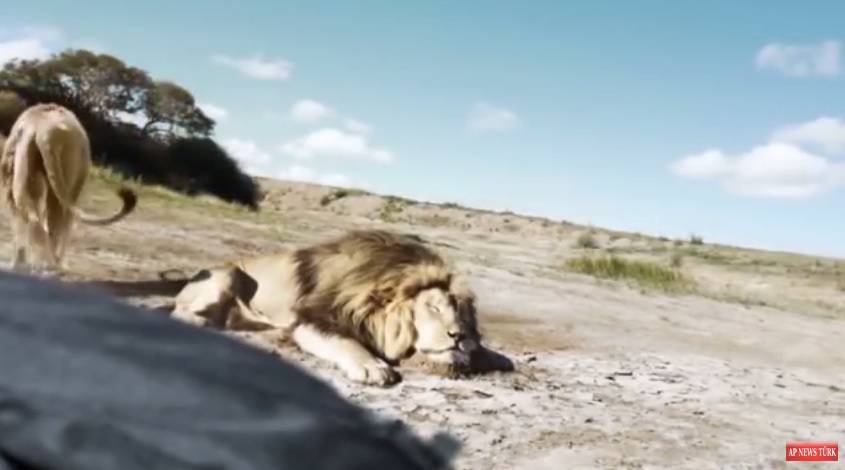Osvetio prijatelja: Ubili su lava pa ih je drugi lav napao s leđa?