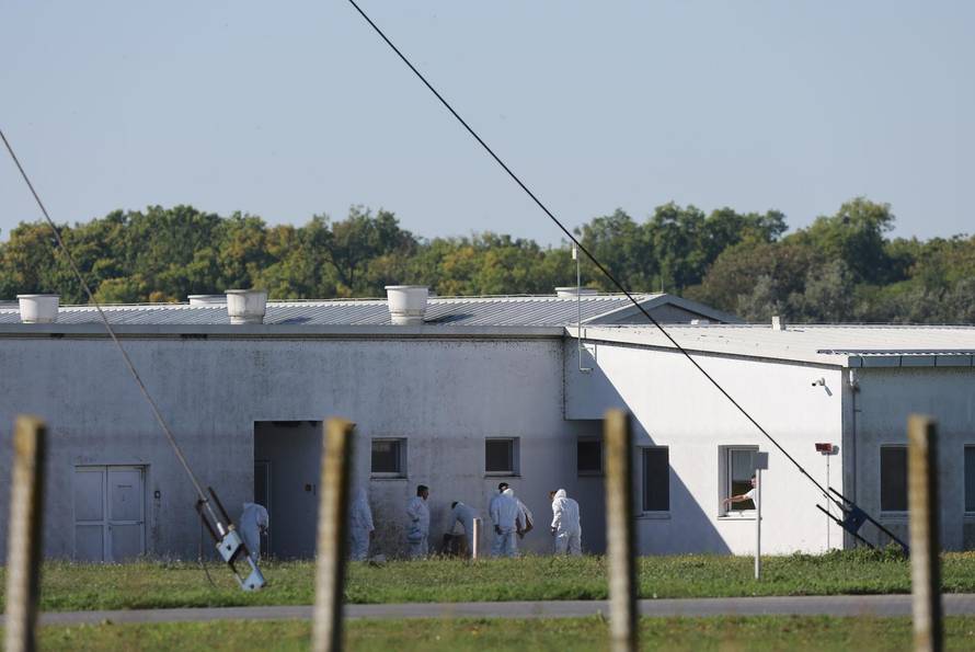 Sokolovac: Kreće eutanazija svinja, uvode se novi sigurnosni protokoli