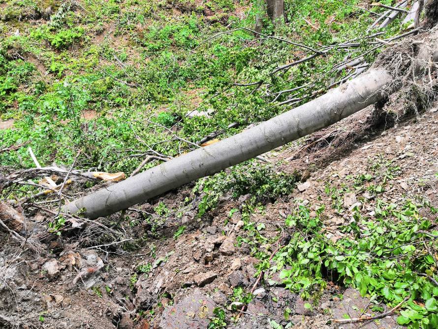 Prizor katastrofe: Oluja srušila stotine stabala na Medvednici