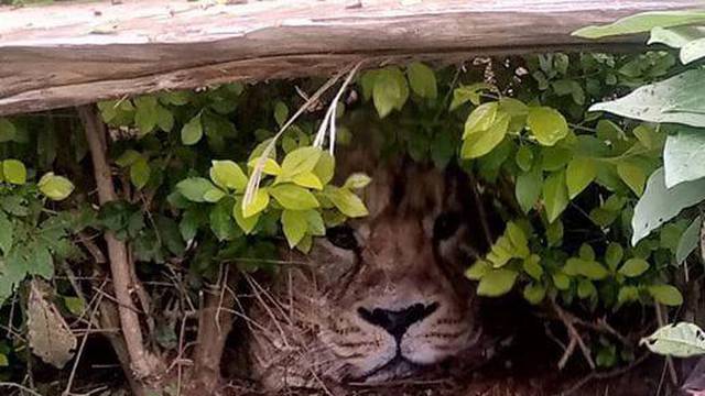 Panika u Keniji zbog 'lava': Tu je u vrtu, gleda direkt u mene! Čekaj malo, nešto je tu čudno...