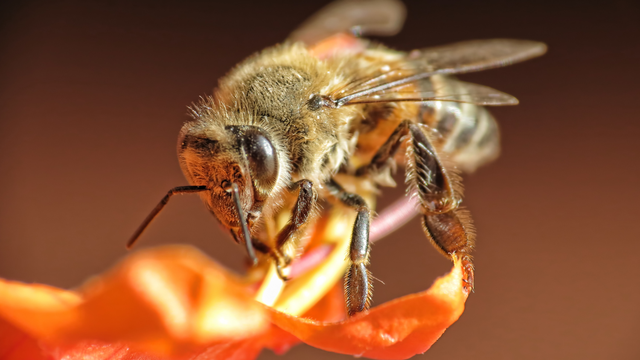Amerikanac u komi nakon čak 20.000 uboda 'pčela ubojica'