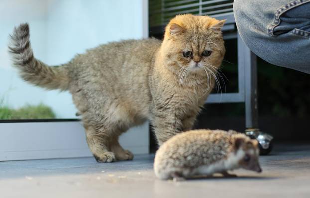 Zagreb: Emilija i Amer Alaydi otvorili su kafić Animal caffe