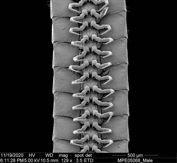Newly identified millipede species Eumillipes persephone