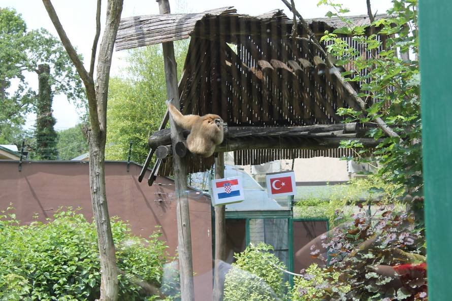 Gibon Kent  siguran: Hrvatska će u nedjelju pobijediti Tursku