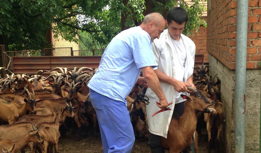 Traži se rješenje: Napuštene i gladne koze ostaju u Lakušiji