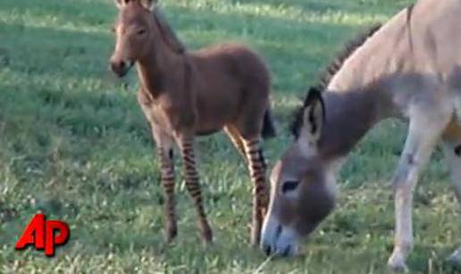 Magarac sa stilom: Nosi 'čarape' kao i tata zebra