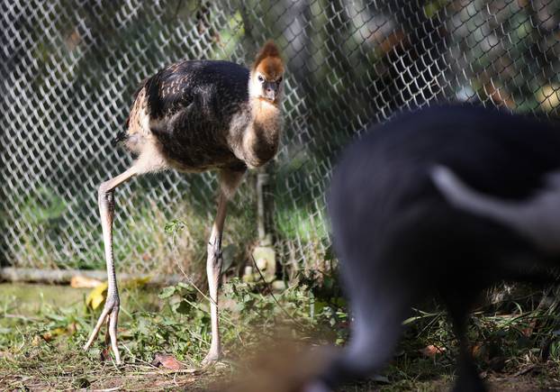Zagrebački krunati ždralovi predstavljeni javnosti 