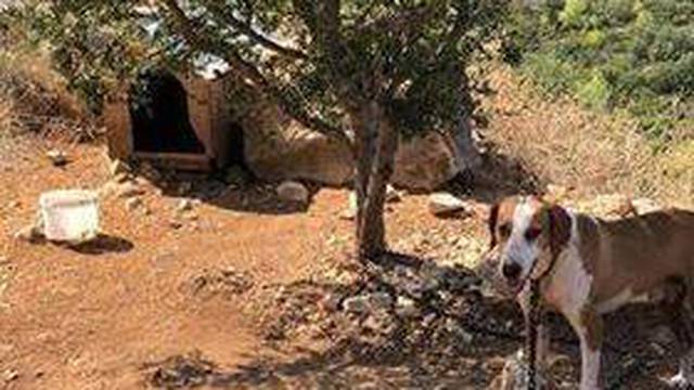 Užas na Lastovu: Psa su vezali za drvo i ostavili ga bez vode