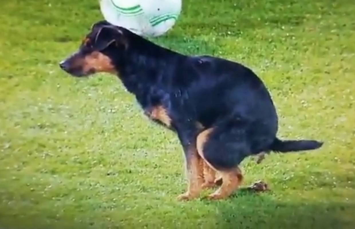 VIDEO Pas uletio na travnjak u Beogradu i obavio veliku nuždu, partizanovci prezimili u Europi