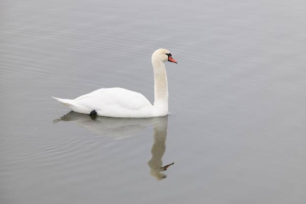 Kopački rit: Zimska idila u Baranji 
