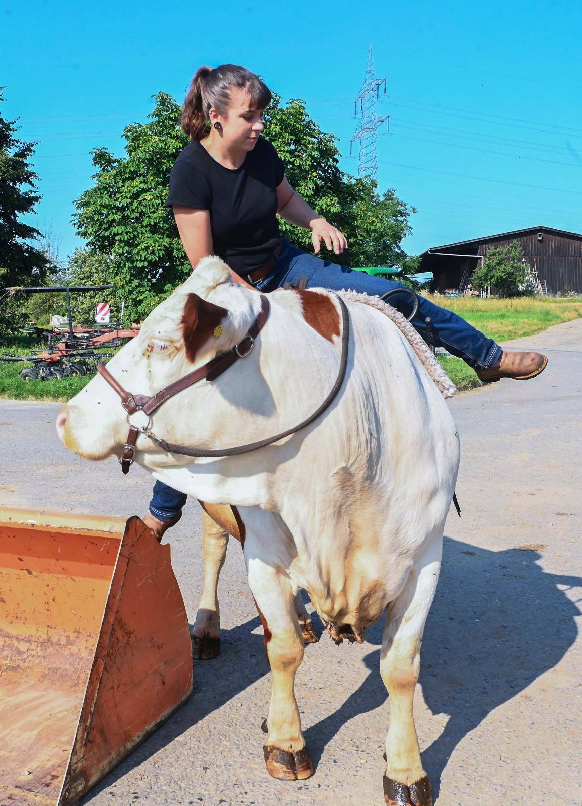 Mounted cow