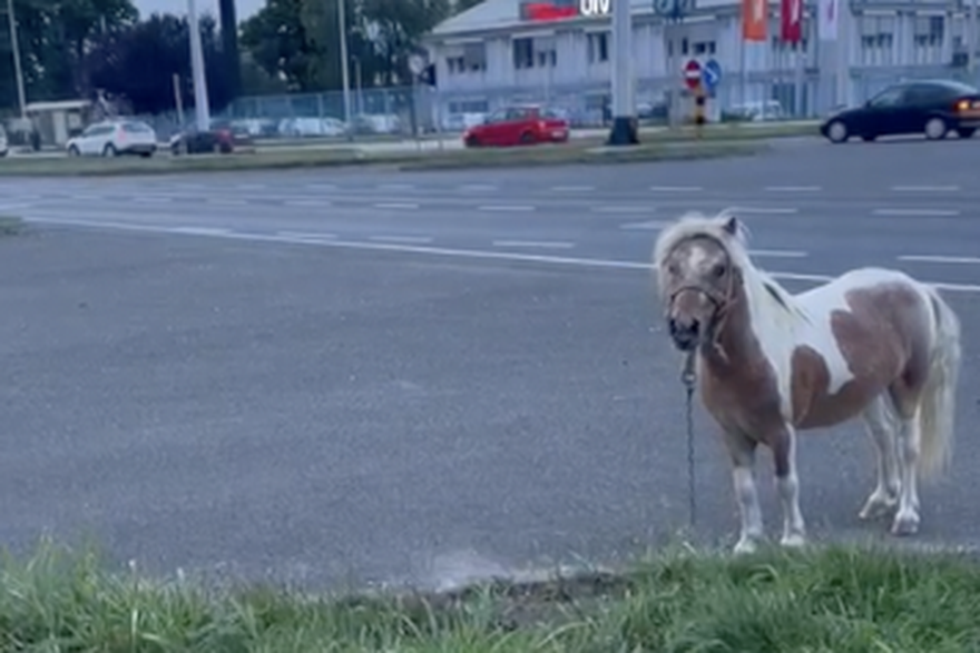 Poni šeta ulicama Zagreba