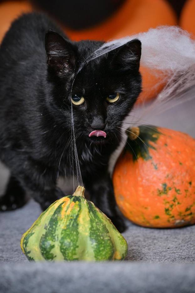 Sklonište u Dumovcu poziva na posebno jesensko udomljavanje pasa i mačaka