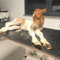 Pony iz Istre treba pomo&cacute;! 'Na&scaron; Mile zaista voli disko, ali sada treba operaciju, bori se za &zcaron;ivot'
