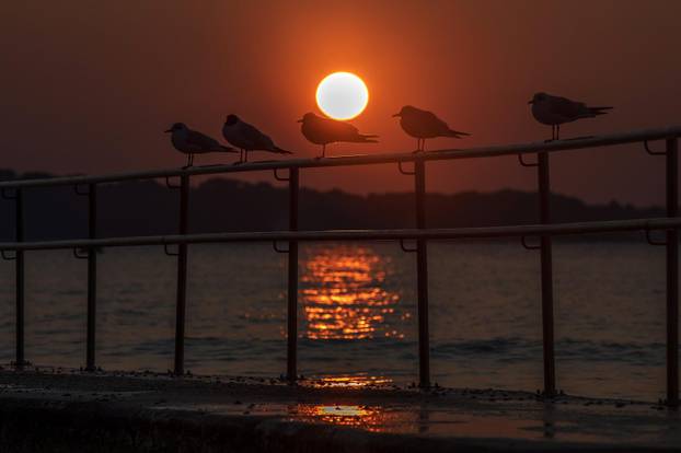 Galebovi uživaju na plažama upujajući posljednje zrake današnjeg sunca