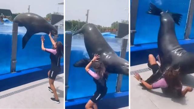 Šokantna snimka iz Španjolske: Morski lav od 340 kg ispao iz bazena i zgnječio mladu radnicu