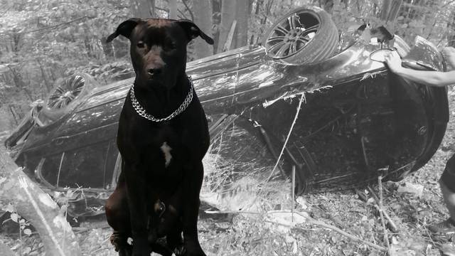 Pao je u provaliju kod Plitvica, pas je od šoka iskočio iz auta: 'Jeste li ga vidjeli? Umiljat je'