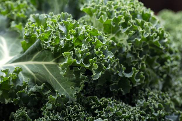 A healthy fresh curly kale