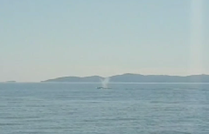 VIDEO Kod Hvara snimio kita: 'Ovdje sam viđao dupine, ne i kitove. Nismo se usudili bliže'