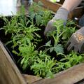 Uzgojite mali vrt na balkonu - eko povrće i začini su najbolji