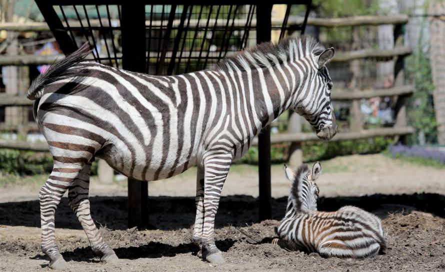 Zagreb: Mladunče zebre novi je stanovnik Zoološkog vrta