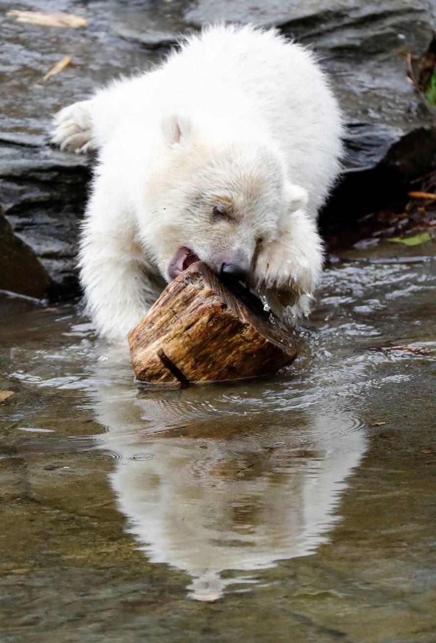 A female polar bear cub, born on December 1, 2018, is seen during her first official presentation for the media at Tierpark Berlin zoo in Berlin