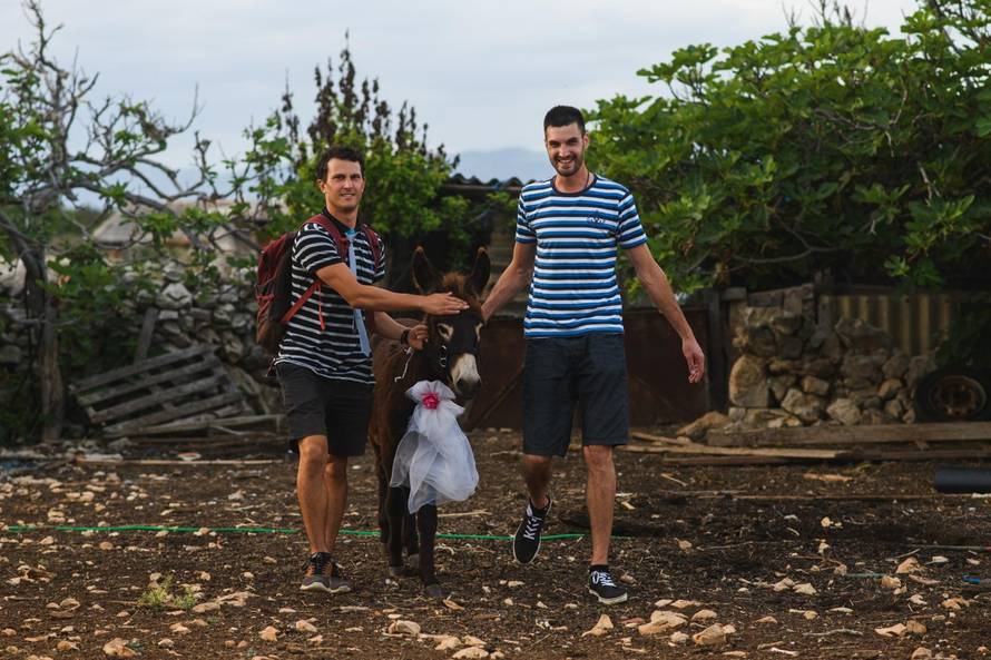 Magareći pir na Pagu: Dodirnuli se njuškama, revali, postali par