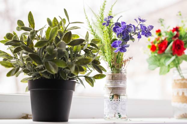 Green plant on the windowsill