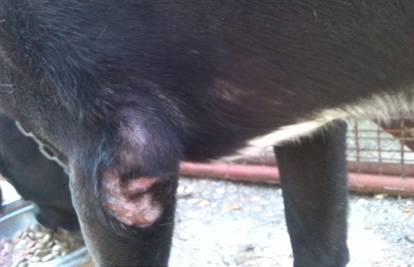 Pas gubi dlaku i ima otvorene rane po koži, koji je uzrok?