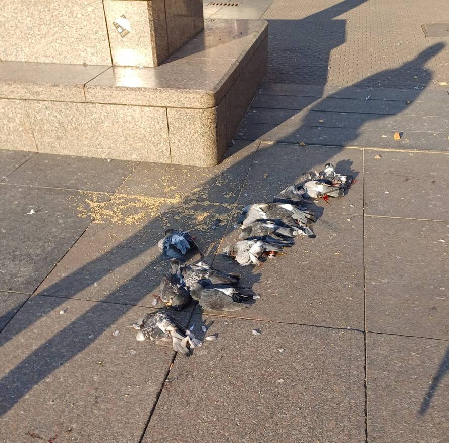 Golubove na Trgu bana Jelačića gazio vozač dostavnog vozila! Kaže, mislio je da će se maknuti