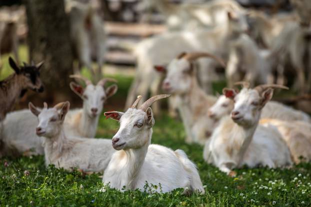 Poreč: Ivan Milohanić uzgaja koze