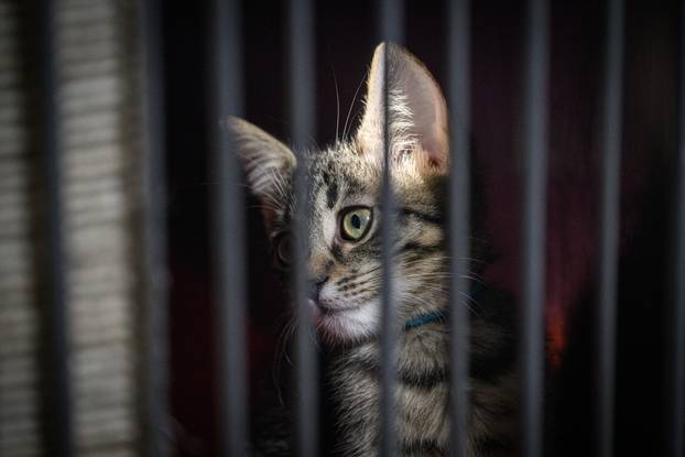 U skloništu Dumovec održan je prvi Dumovečki buvljak na kojem su građani mogli posjetiti sklonište te upoznati pse i mačke