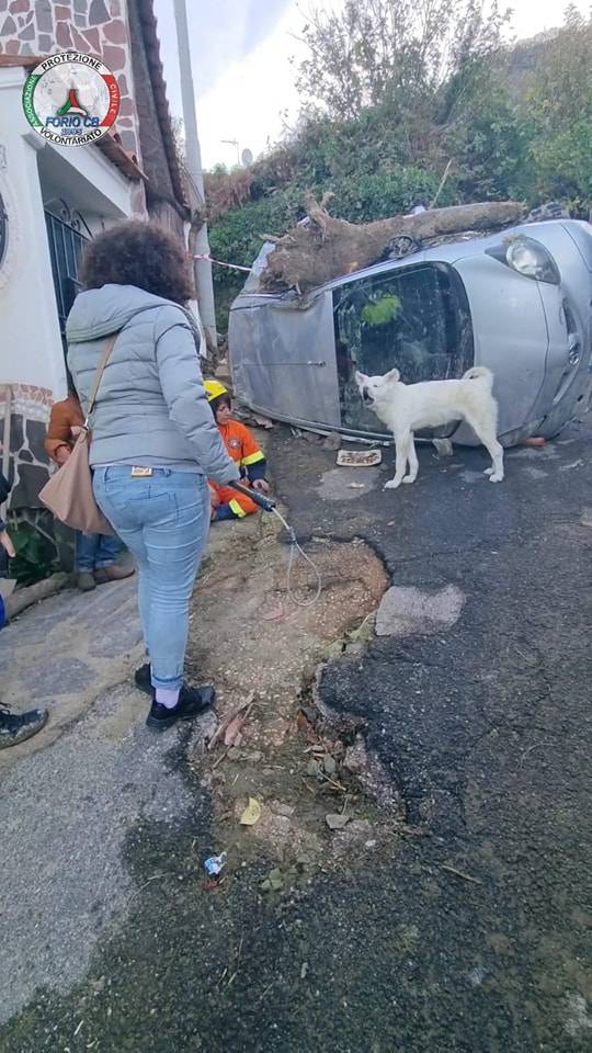 Pas Yuki nakon odrona u Ischiji našao sklonište u prevrnutom autu: 'Vlasnici su mu poginuli'