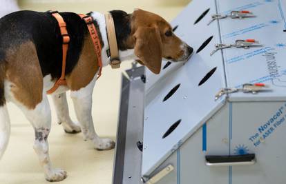 Studija: Psi tragači korisni su u sprječavanju izbijanja žarišta covida-19 na radnim mjestima