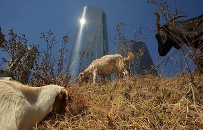 Saudijci biraju najljepšu kozu, natječe se čak 170 životinja 